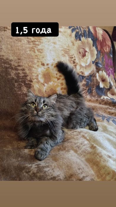 Мини версия мейнкуна )