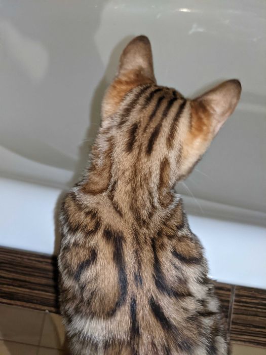 Бенгальска дівчинка