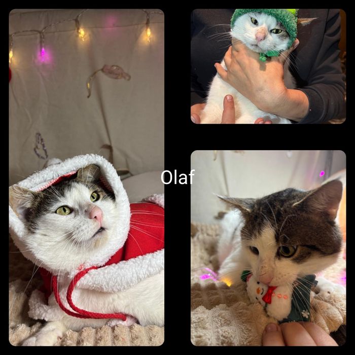 Kotki i kocurki do adopcji