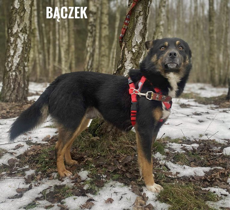 Wesoły, 2 letni, 12 kg Bączek do adopcji