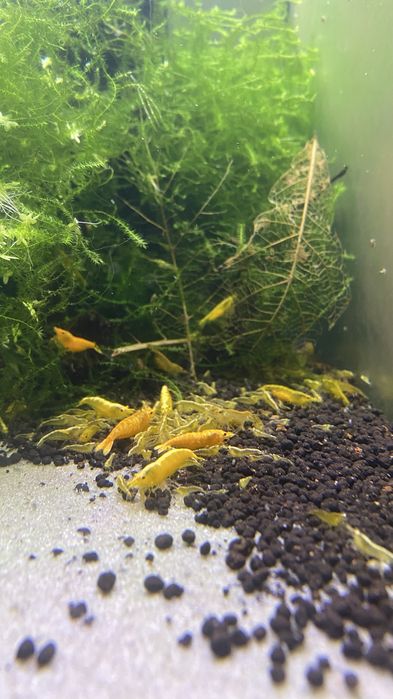 Krewetki neocaridina żółte