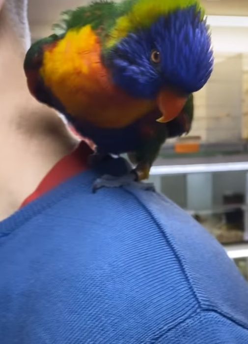 Papagaio lory demosticados