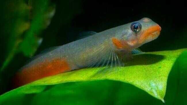 GB Babka Red Lips - dowóz ryb!