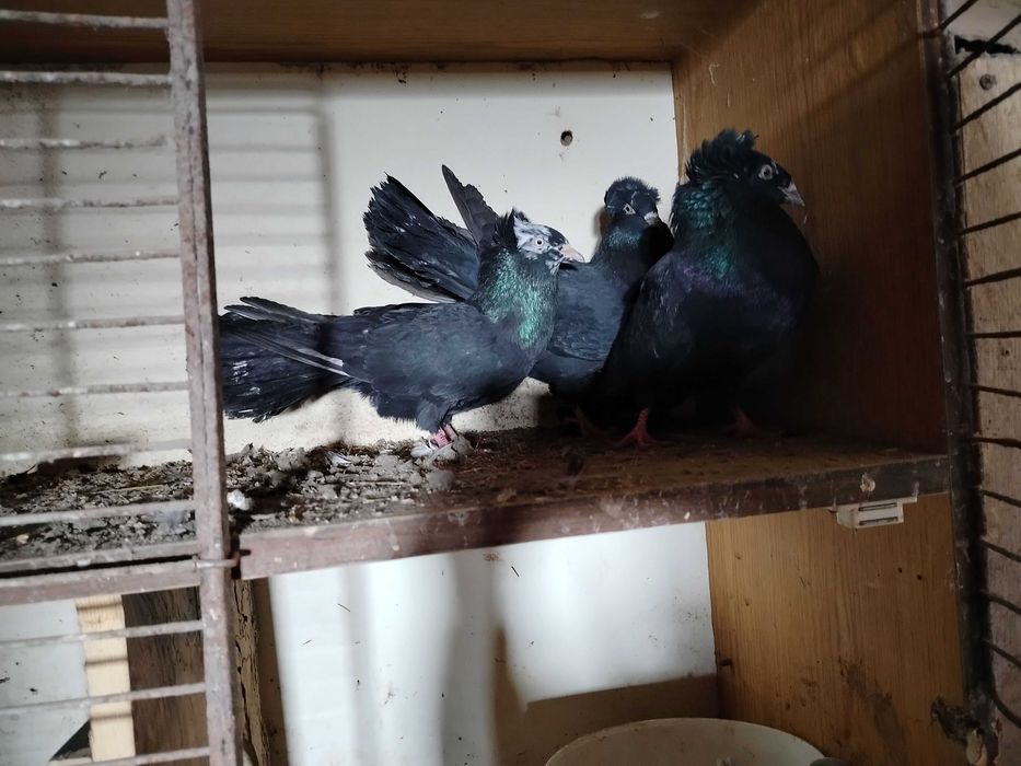 Gołębie krymki i gdańskie