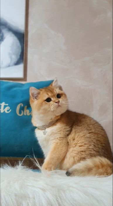 Золотий британський котик ведмедик  шиншила