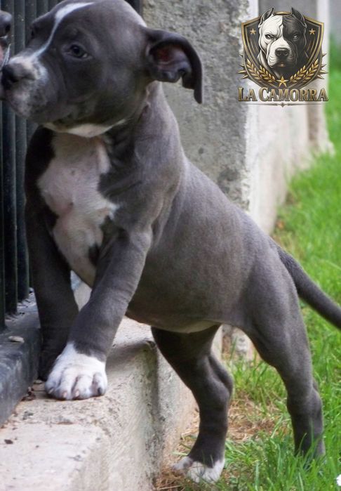 Suczka American Staffordshire Terrier