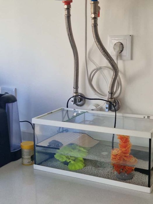 Aquario para tartaruga