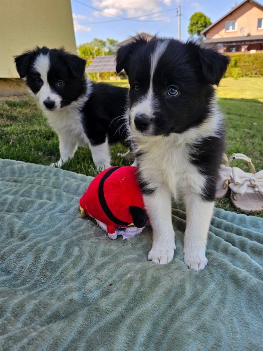 Border collie piesek