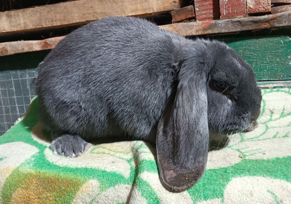 Продаются породистые  кролики