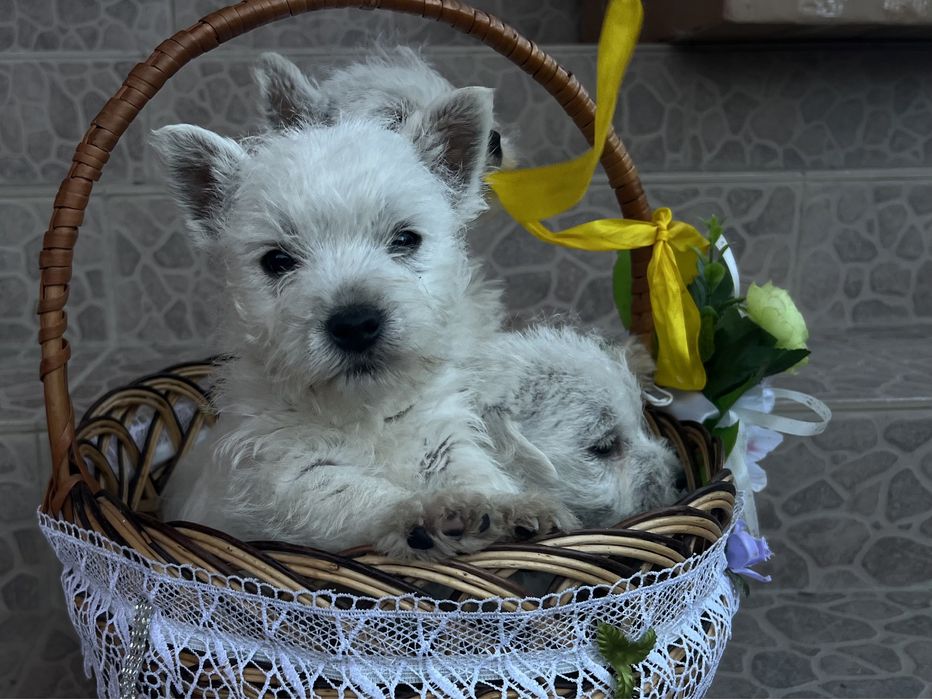 Милі хлопчики вестики