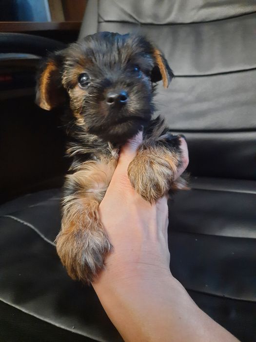 Средний стандарт мальчишка Одесса