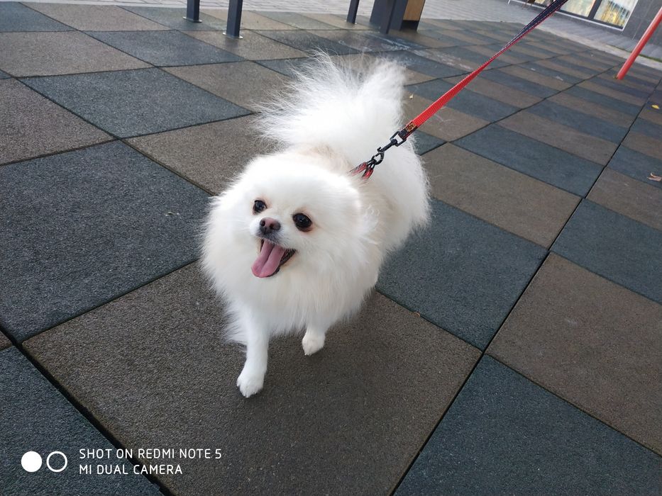 Дівчинка КСУ доросла