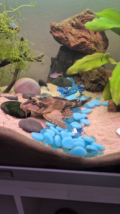 Ancistrus 15 cm Limpa vidros