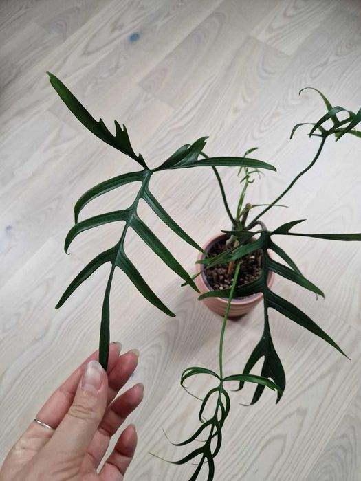 Filodendron polypodioides roślina kolekcjonerska