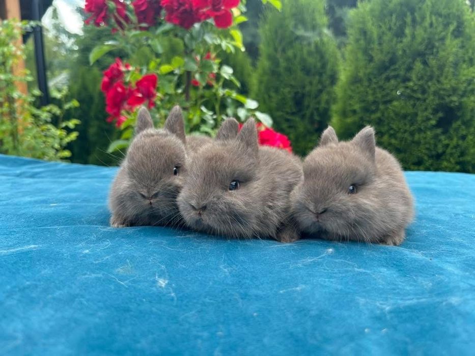 Karzełek Niderlandzki, Teddy, Mini Lop, Baranki Królik Króliki