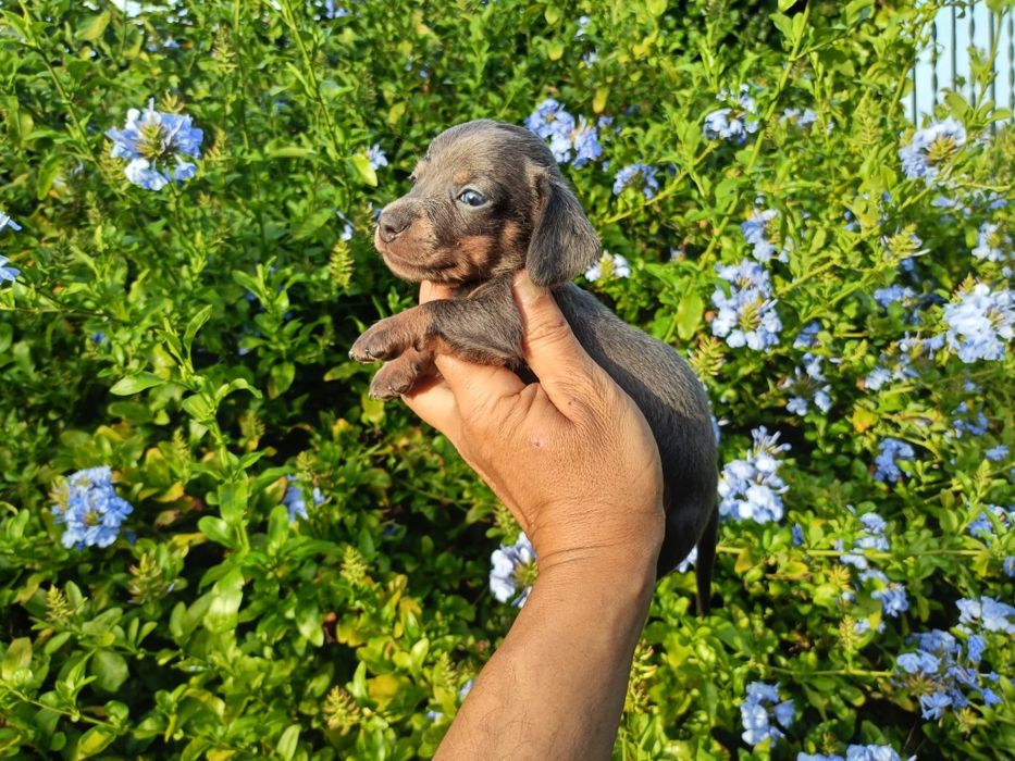 Teckel machinho mini azul