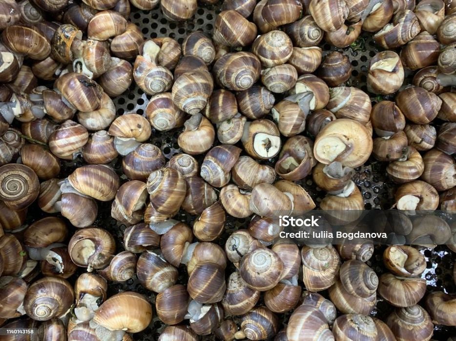 Прийму в дар їстівні равлики.