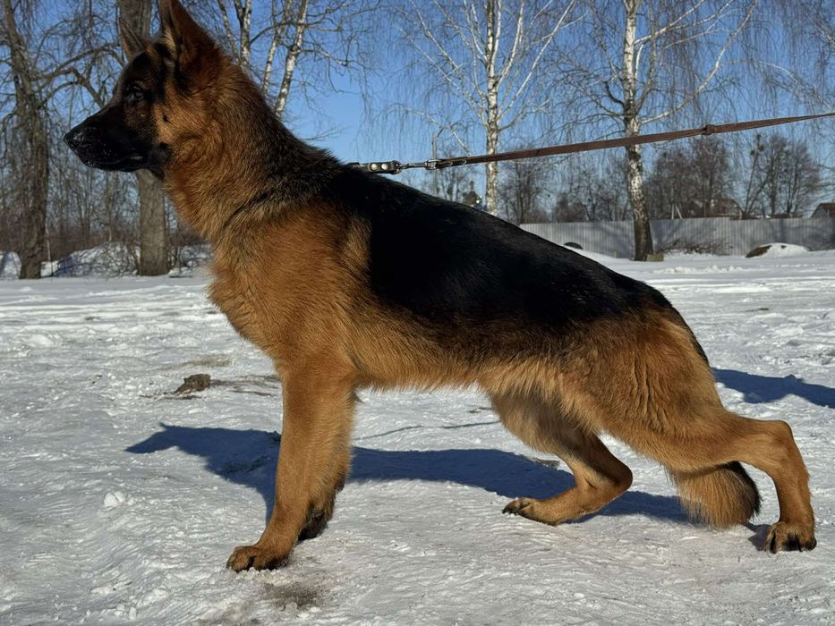 Німецька вівчарка .