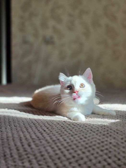 Шотландский котик