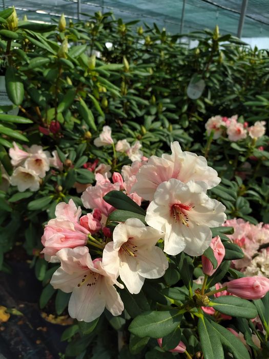 Różaneczniki, azalie japońskie