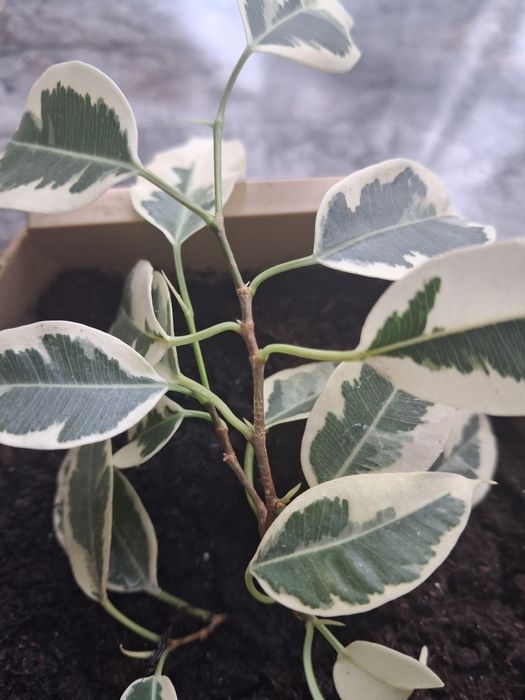 Фікус Бенжаміна  .