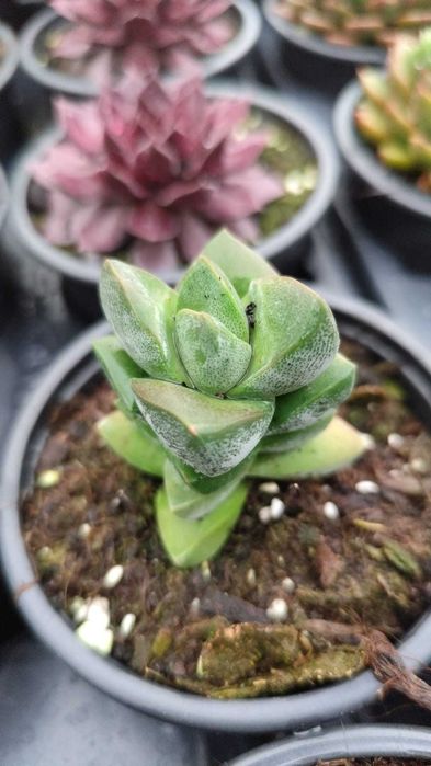 Suculentas com grande variedade