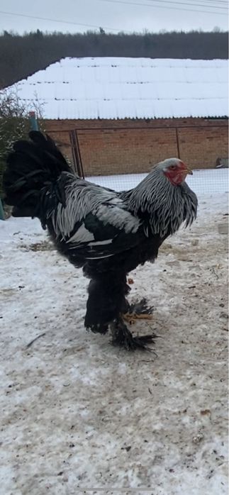Продам півня темної брами