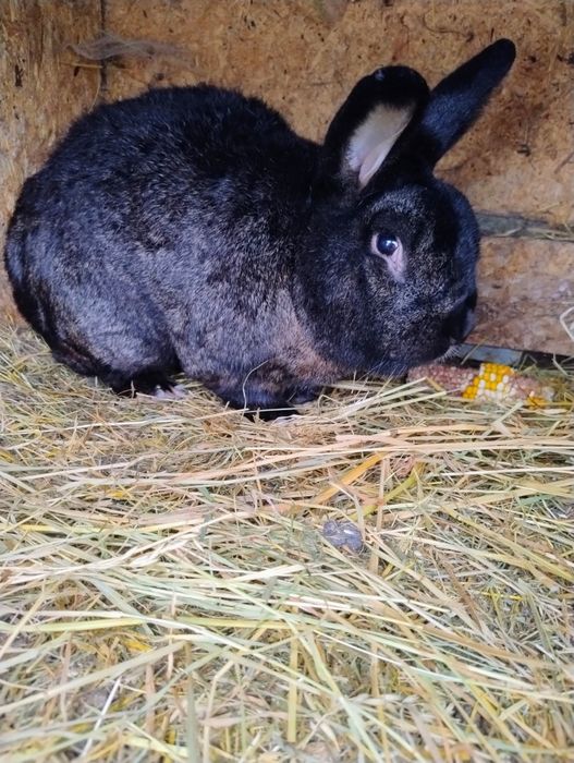 Sprzedam dorosłe króliki