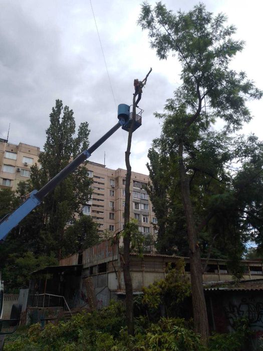 Обрезка и спиливание деревьев профессионально, 100% аккуратно.