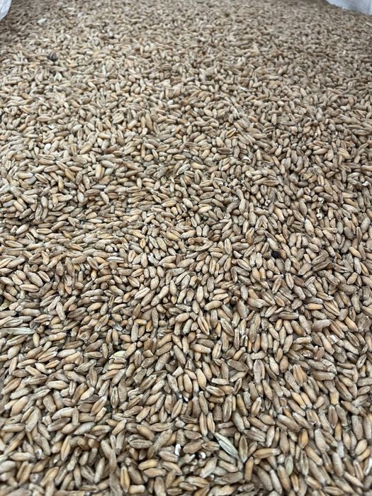 Pszenica ozima kukurydza sucha