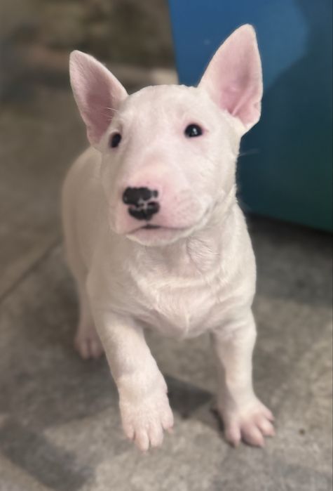 Suczka bulterier standard