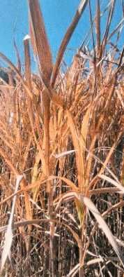 Naturalna suszona trawa dekoracyjna– dekoracja boho / rustykalna