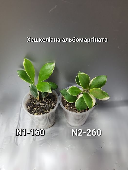ХойяХешкеліана вар/Пінк/ Альбомаргіната