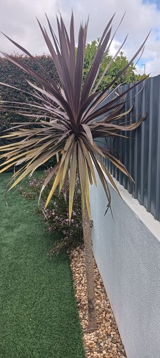 Planta Jardim com  1,60 m