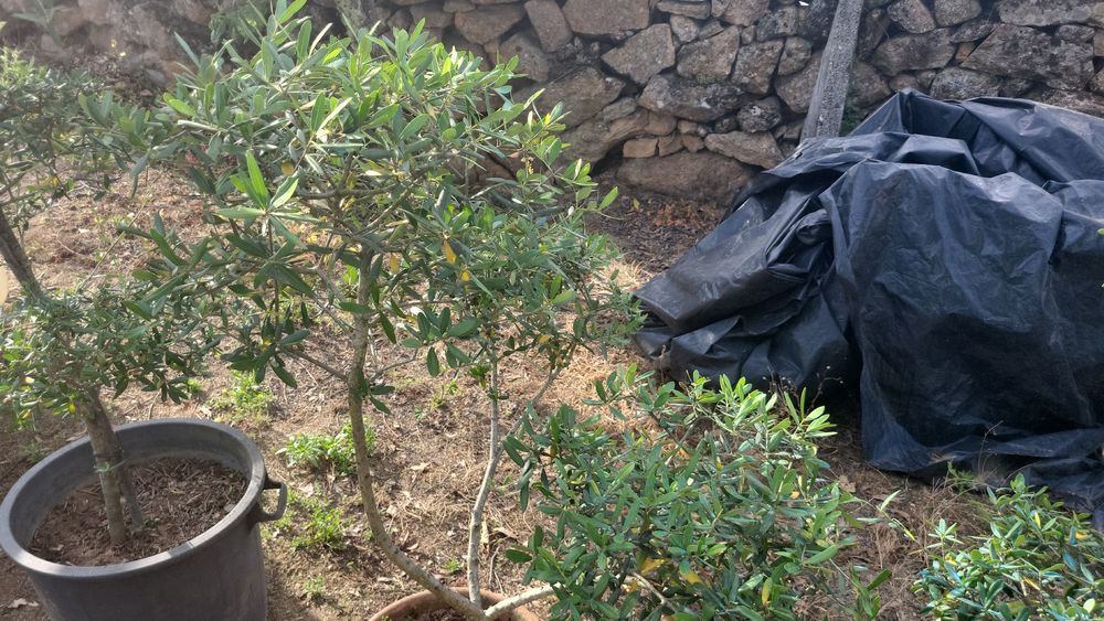 Vendemooliveira galega de jardim e palmeiras