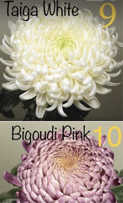 Хризантеми великоквіткові високопослі на зріз