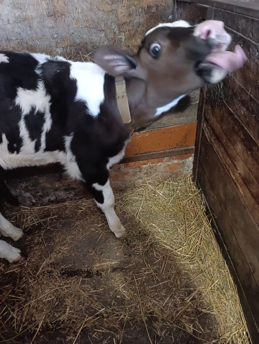 Продам теличку на тримання