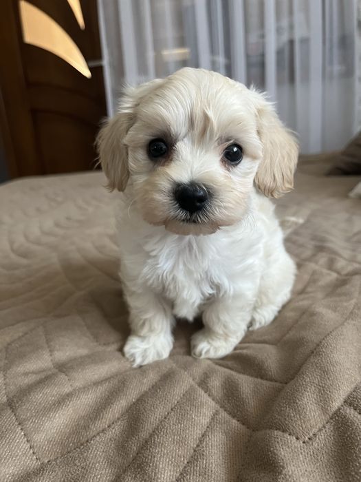 Piesek maltipoo gotowy do odbioru