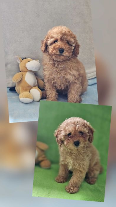 Хлопці той пудель