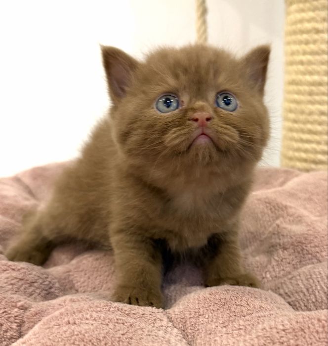 Gatinho British Shorthair Cinnamon com LOP