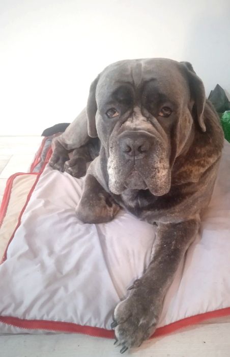 Кане Корсо хлопчик для в'язки