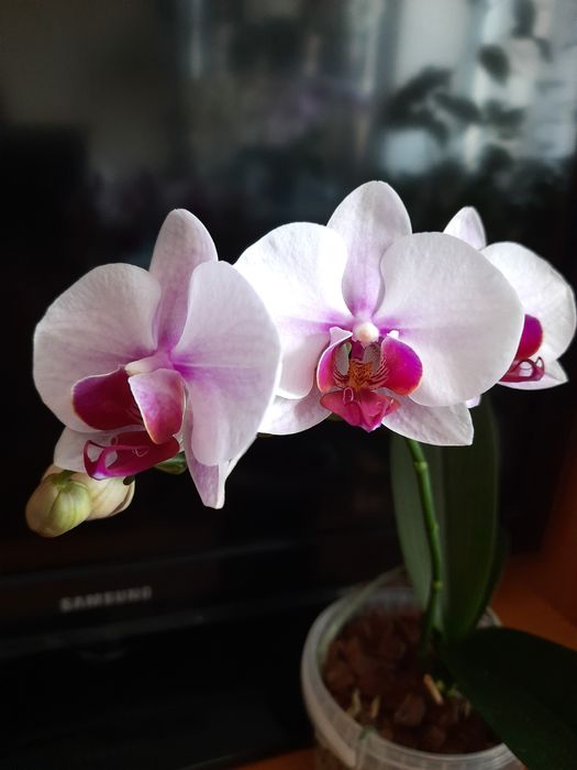 Орхидея фаленопсис Принцесса сакура .