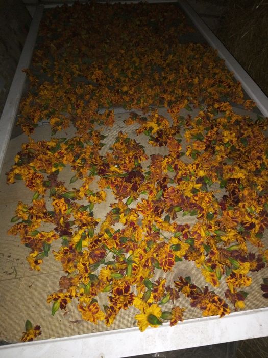 Чорнобривці квіти сухі, 2025рік