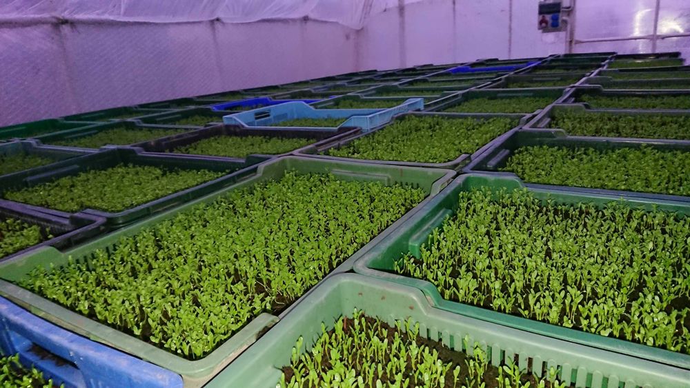 Rozsada Seler,Pikowka