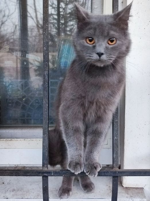 Котик Майкл. Британец, возраст 1,5 года.
