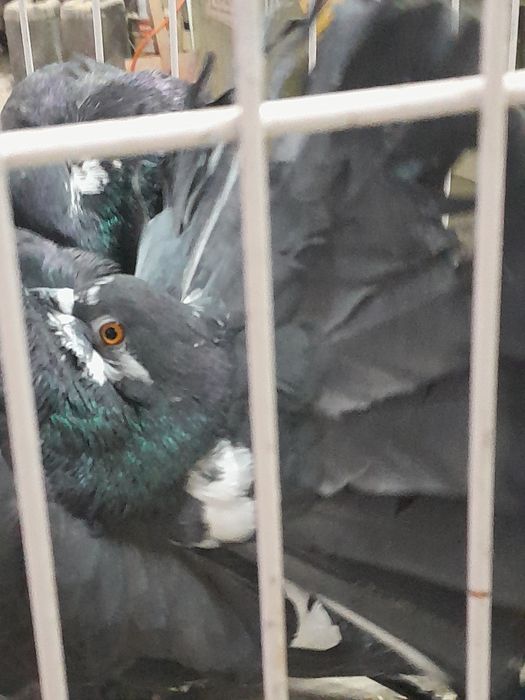 Para pawiki nowy typ