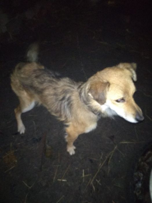 Віддаються собаки!!!