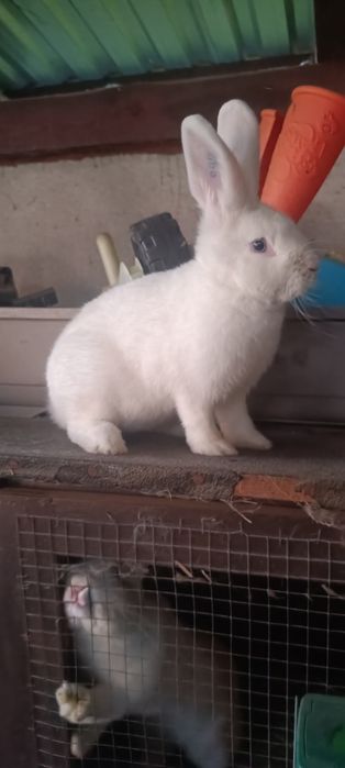 Samczyk wiedeński biały