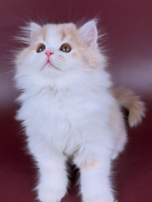 Шотландське кошеня, хлопчик.