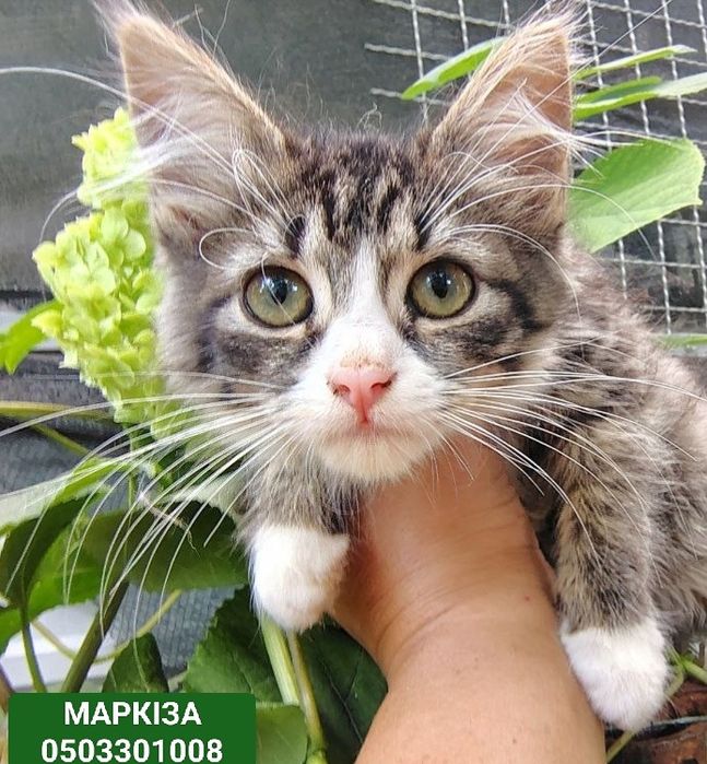 МАРКІЗА -Вихована красуня кошеня  в пошуках родини